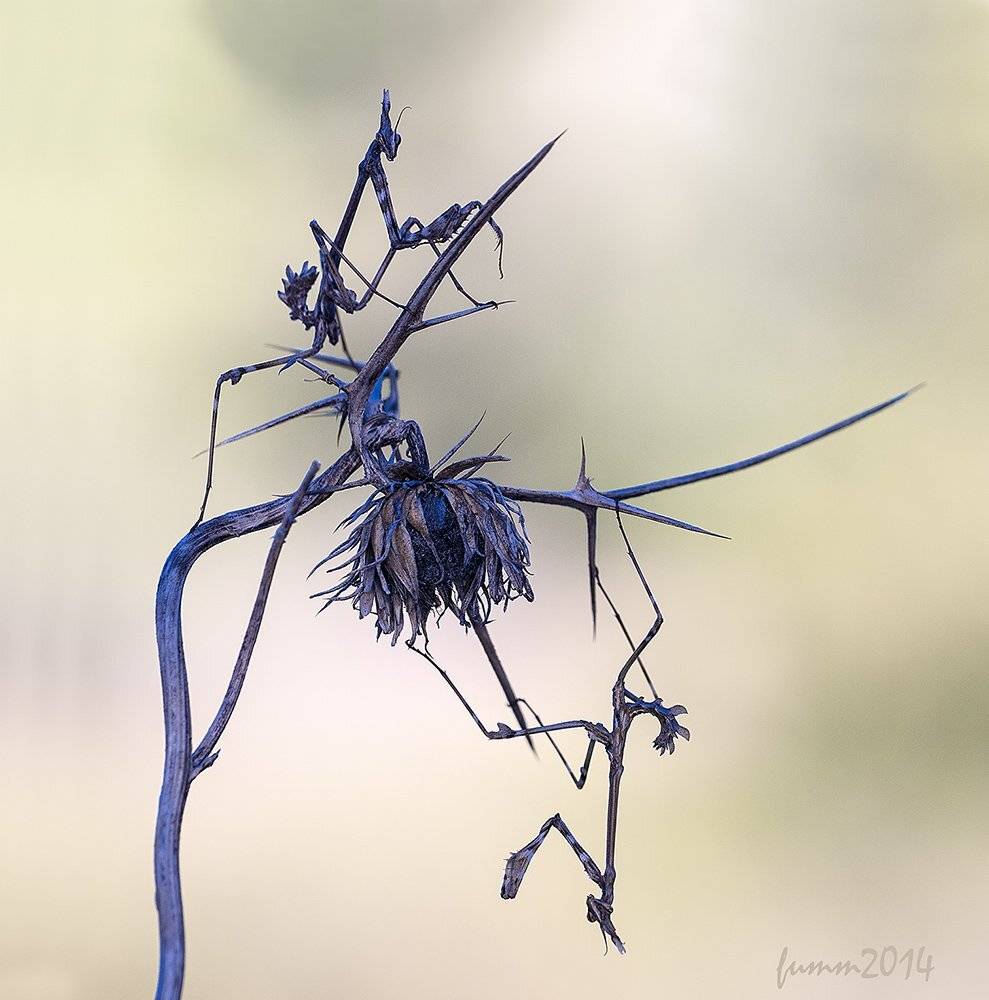 , Игорь ФУММ