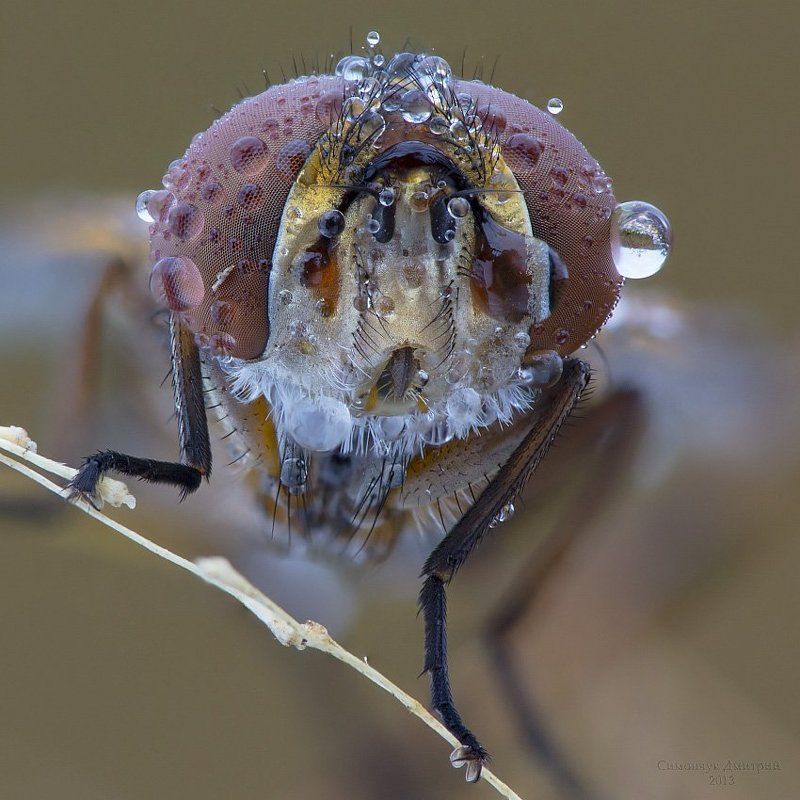 *** фото превью