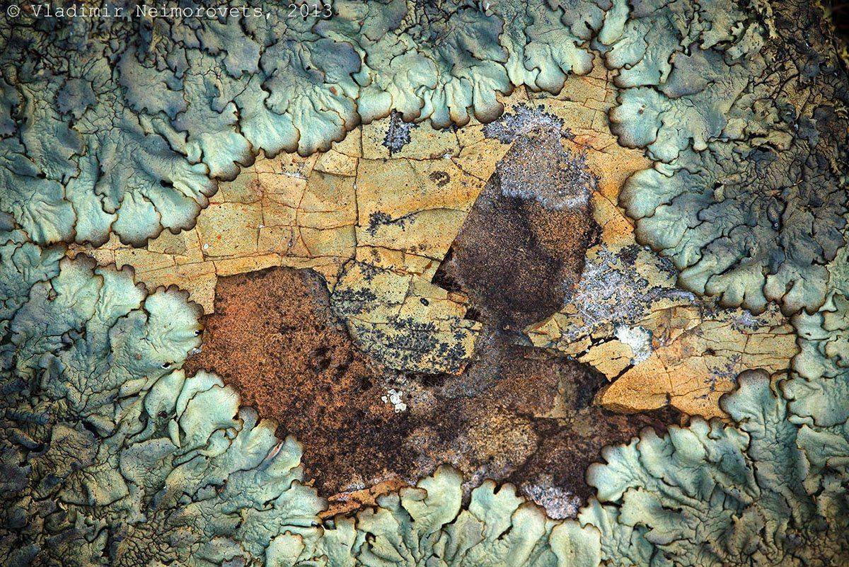 Krasnodar territory, Lichen, Nature reserve Utrish, North-Western Caucasus, Peninsula Abrau, Utrish, Заповедник Утриш, Краснодарский край, Лишайник, Северо-западный кавказ, Утриш, Vladimir Neimorovets