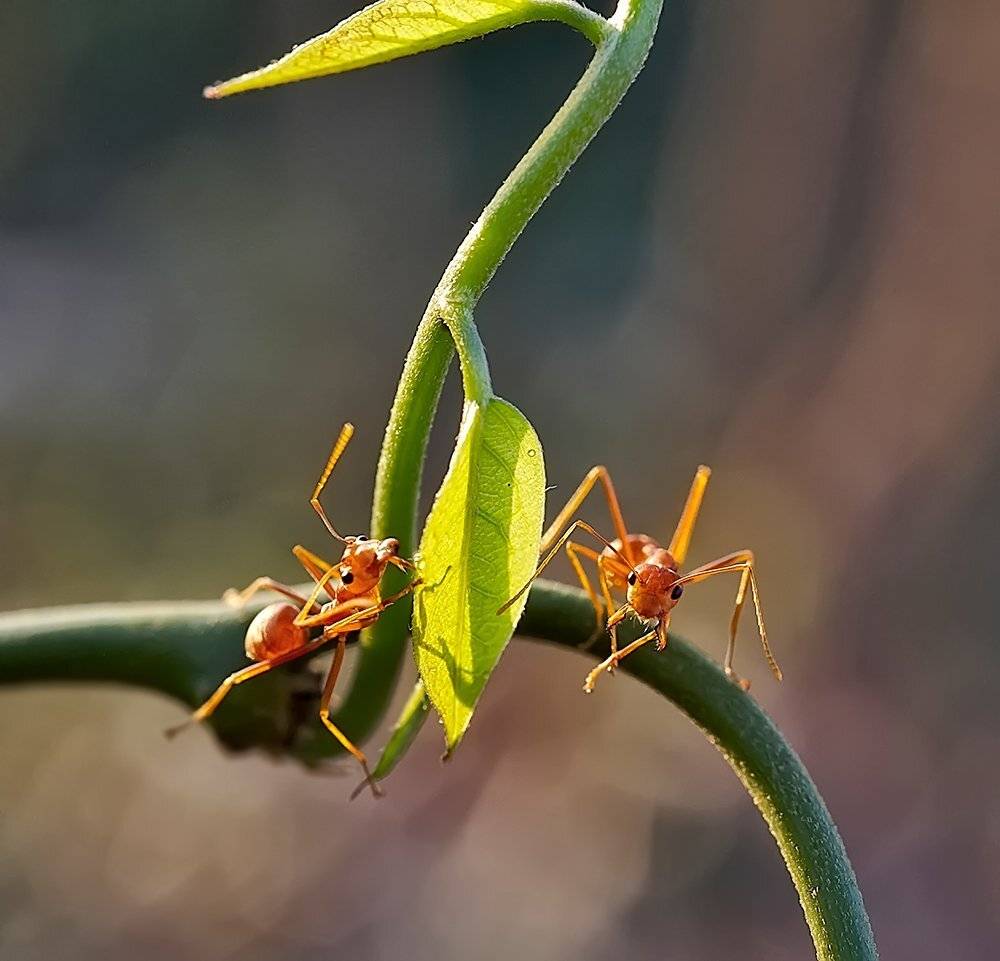 Лаос, Муравей ткач, Alexey Gnilenkov