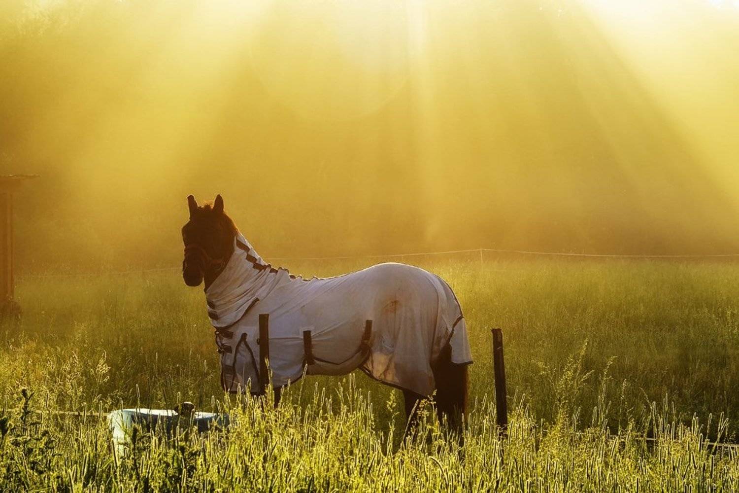 , Rimantas Bikulcius