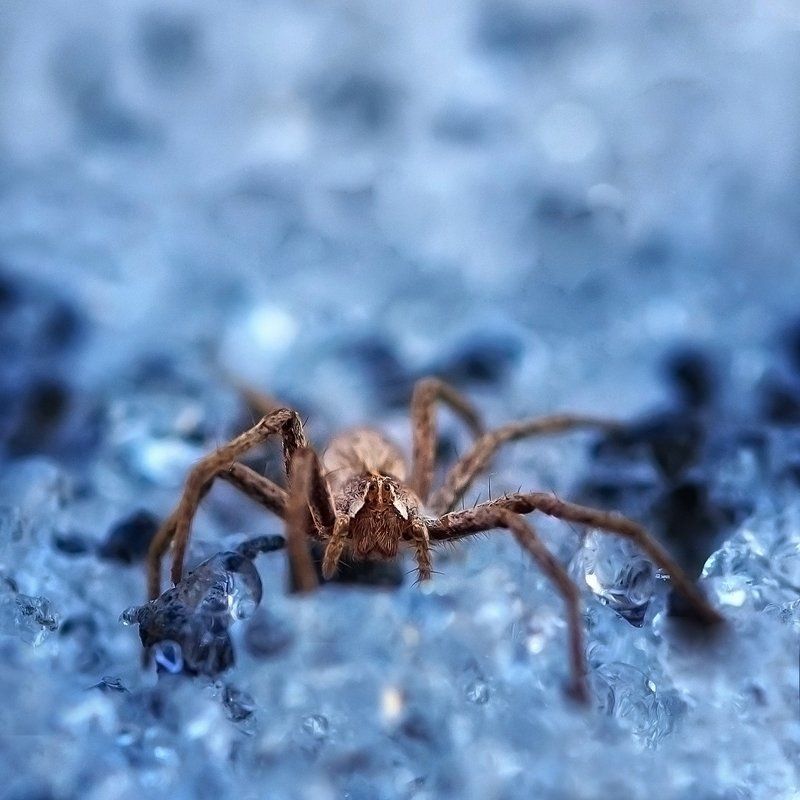 Зимний паукан Лаврентий фото превью