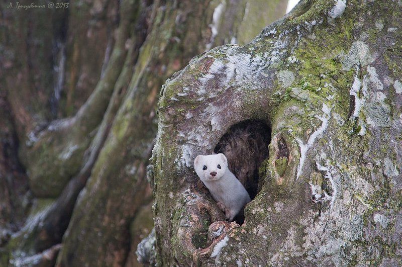 Дупло, Ласка Кто там? фото превью
