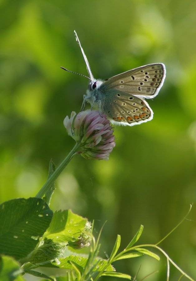 , Чепленко Алексей