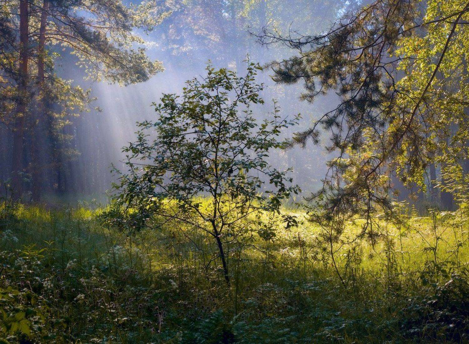 , Дмитрий Алексеев