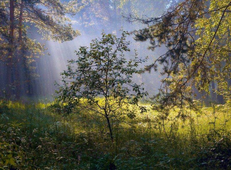 И свет пролился фото превью