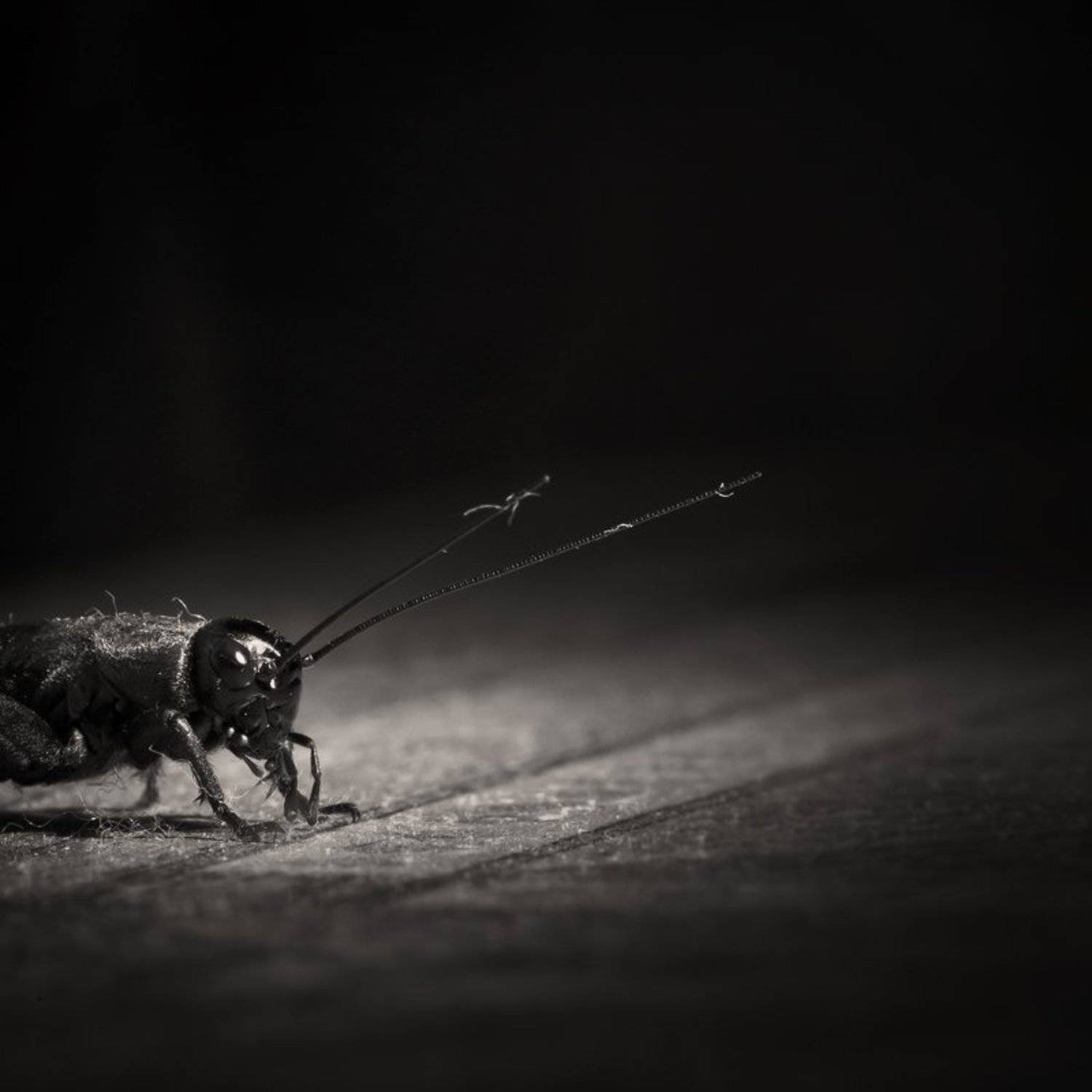 арина и валентин, макро, сверчок, Ратушнова-Осинцева Арина