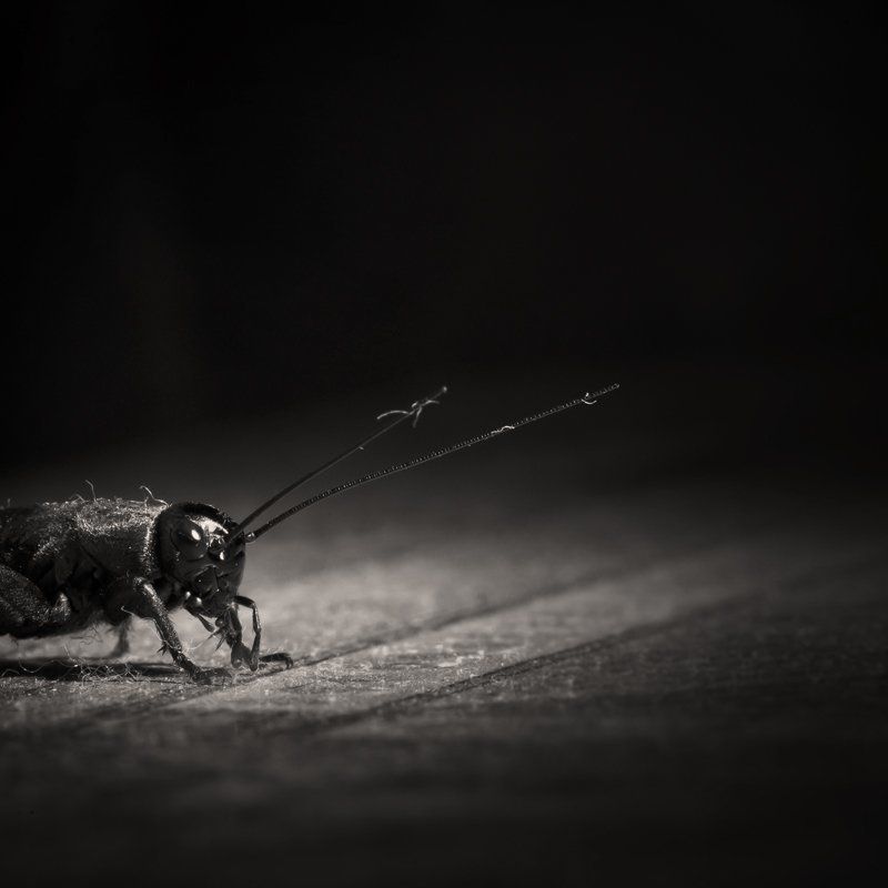 арина и валентин, макро, сверчок Застенчивый домашний любимец фото превью