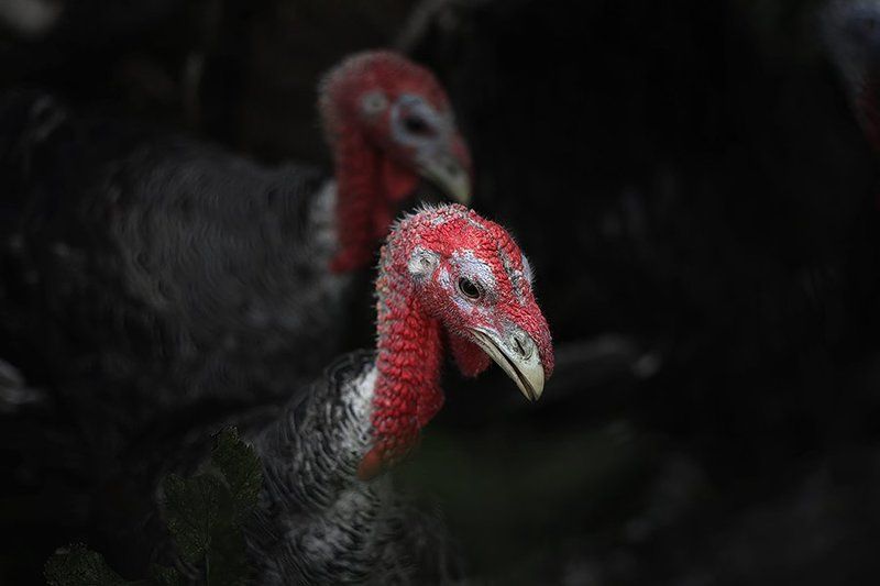 *** фото превью