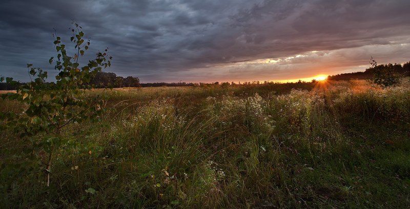 купавна., подмосковье Где цветами пахнет ветер. фото превью