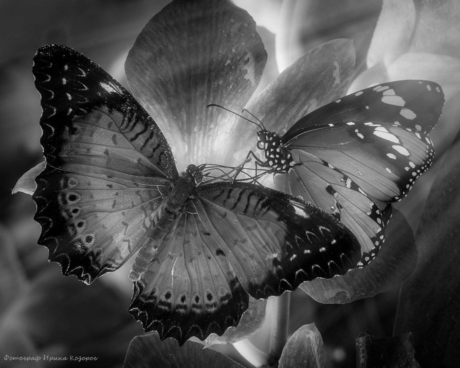 , Ирина Козорог