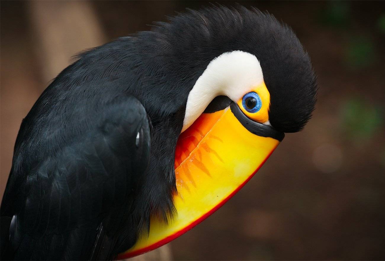 , Андрей Ведерников