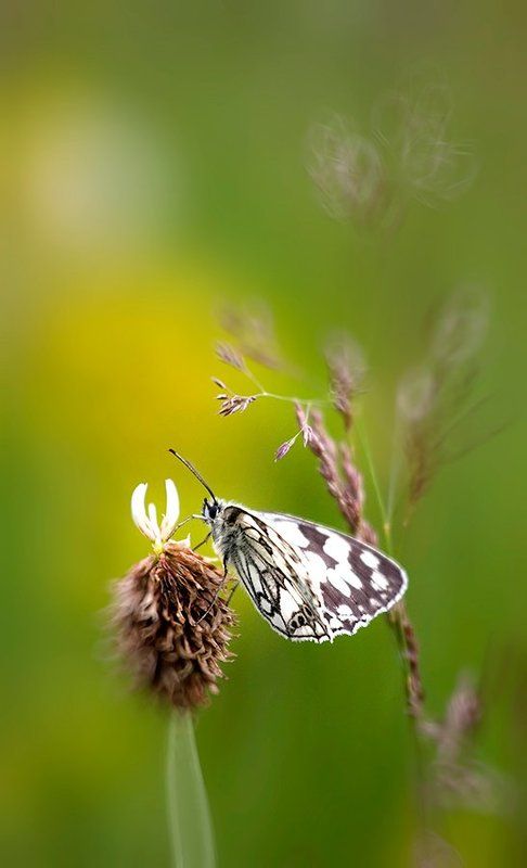 The story of a butterfly фото превью