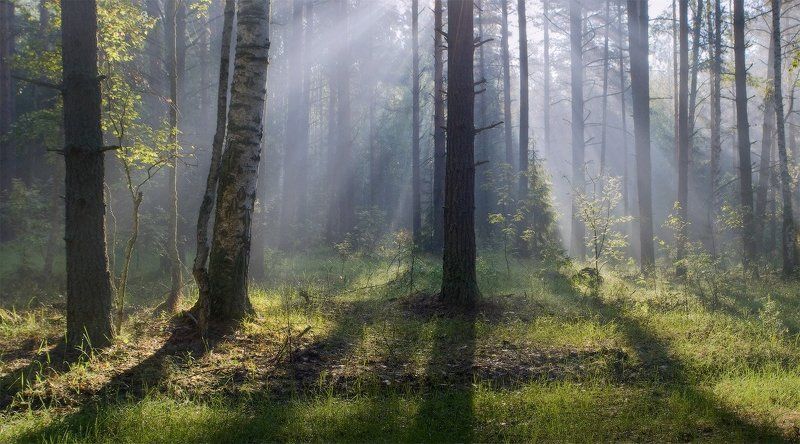 Пролился свет на утренний лес фото превью