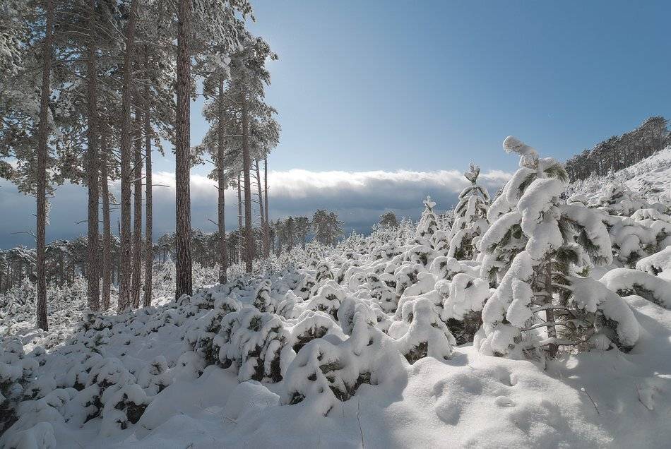 , Саша  Вайсберг / Waldschnepfe./