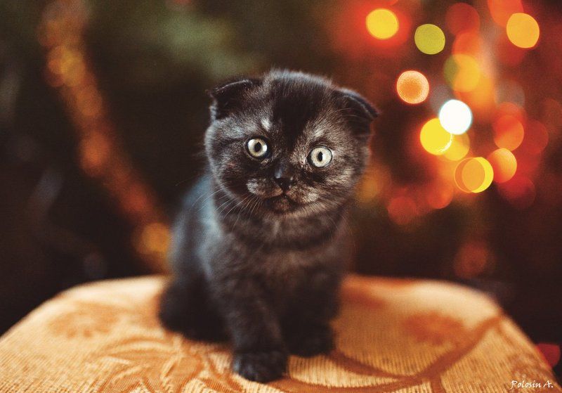 Мой котик фото превью