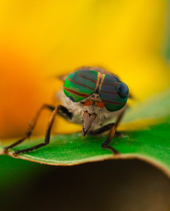 Бззззз.... фото превью