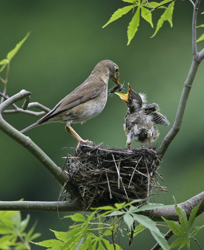 MOTHER OF MINE фото превью