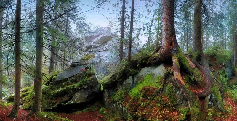 карпаты, лес, яремче, осень Зима сквозь осень...или сказочная дорога к скалам Довбуша (Карпаты) фото превью