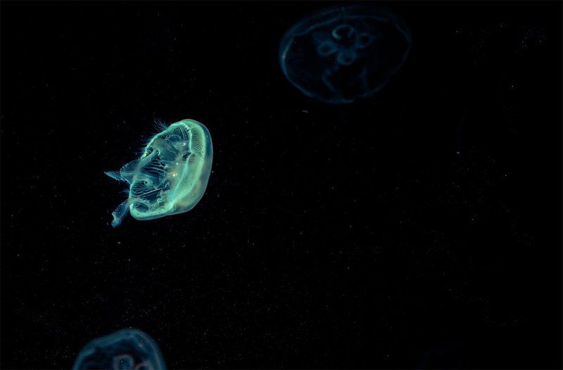 .... фото превью