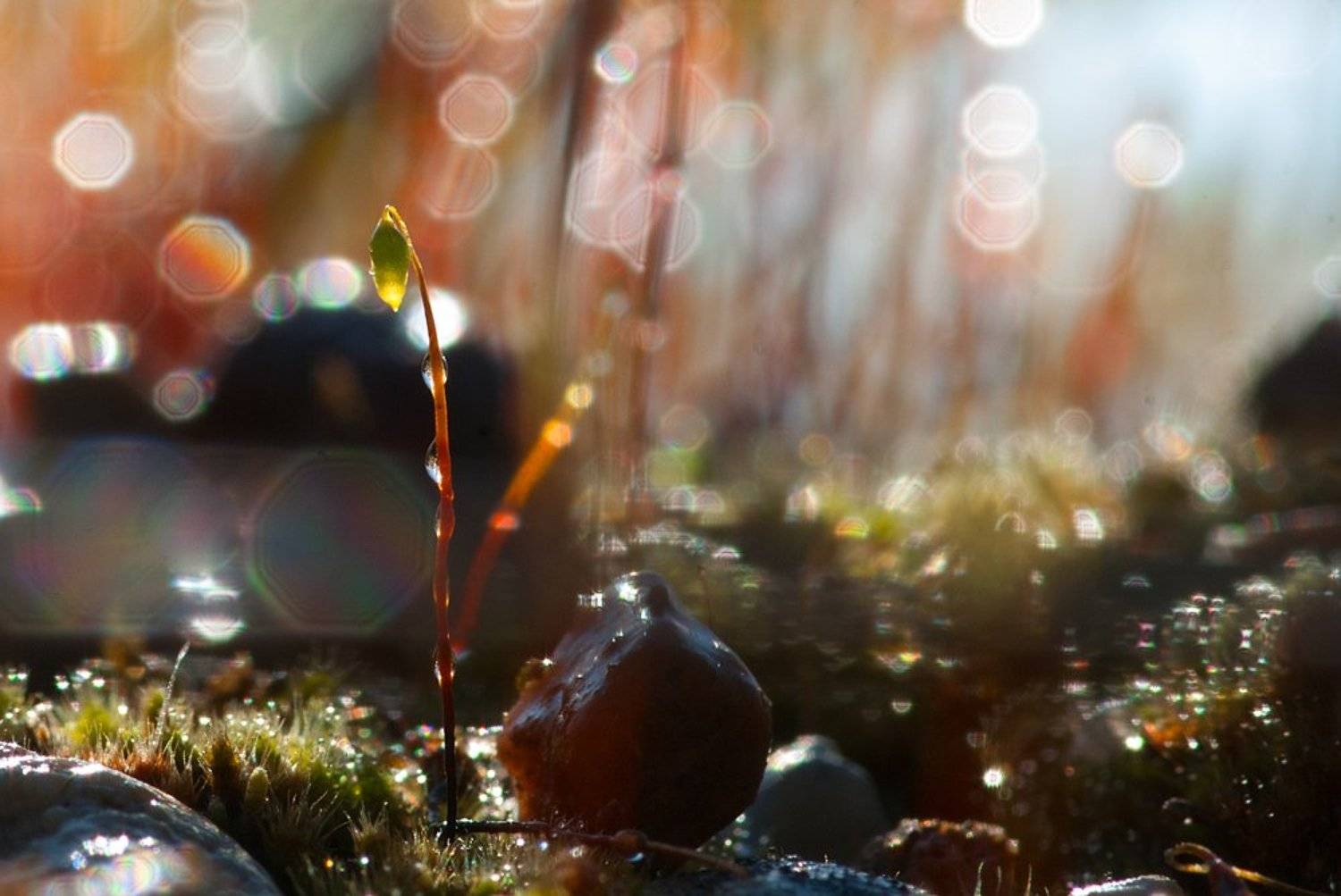 , Ирина Козорог