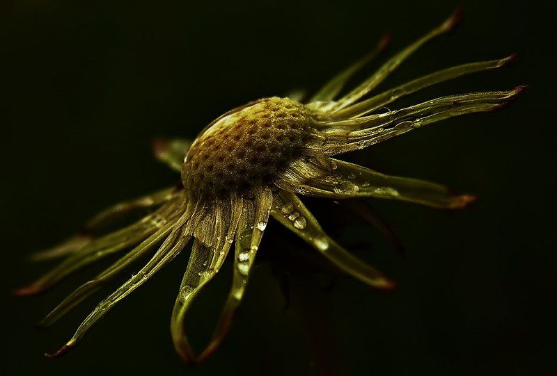 wake,macro,sony,dandelion Never wonder фото превью