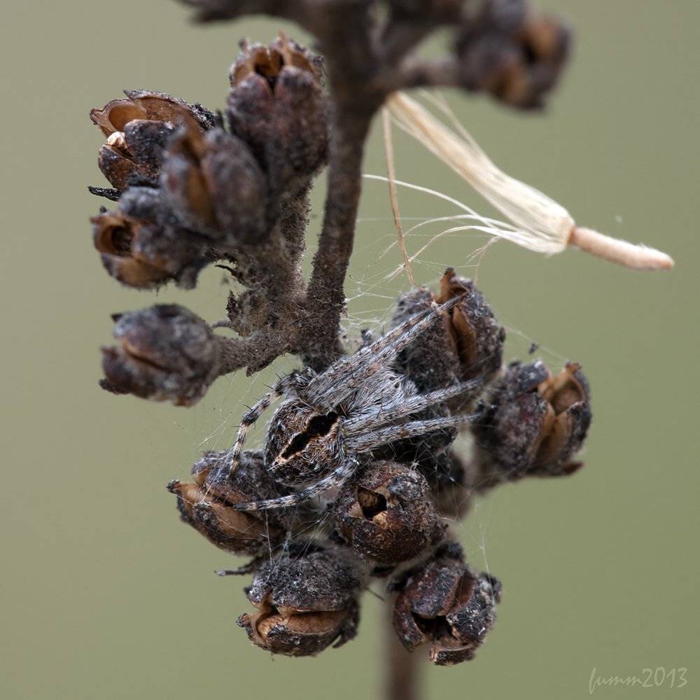 , Игорь ФУММ