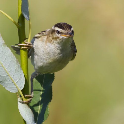 Камышевка-барсучок (Acrocephalus schoenobaenus) .