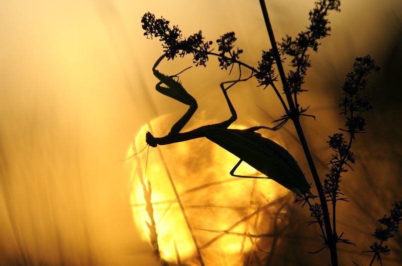 Awakening. фото превью