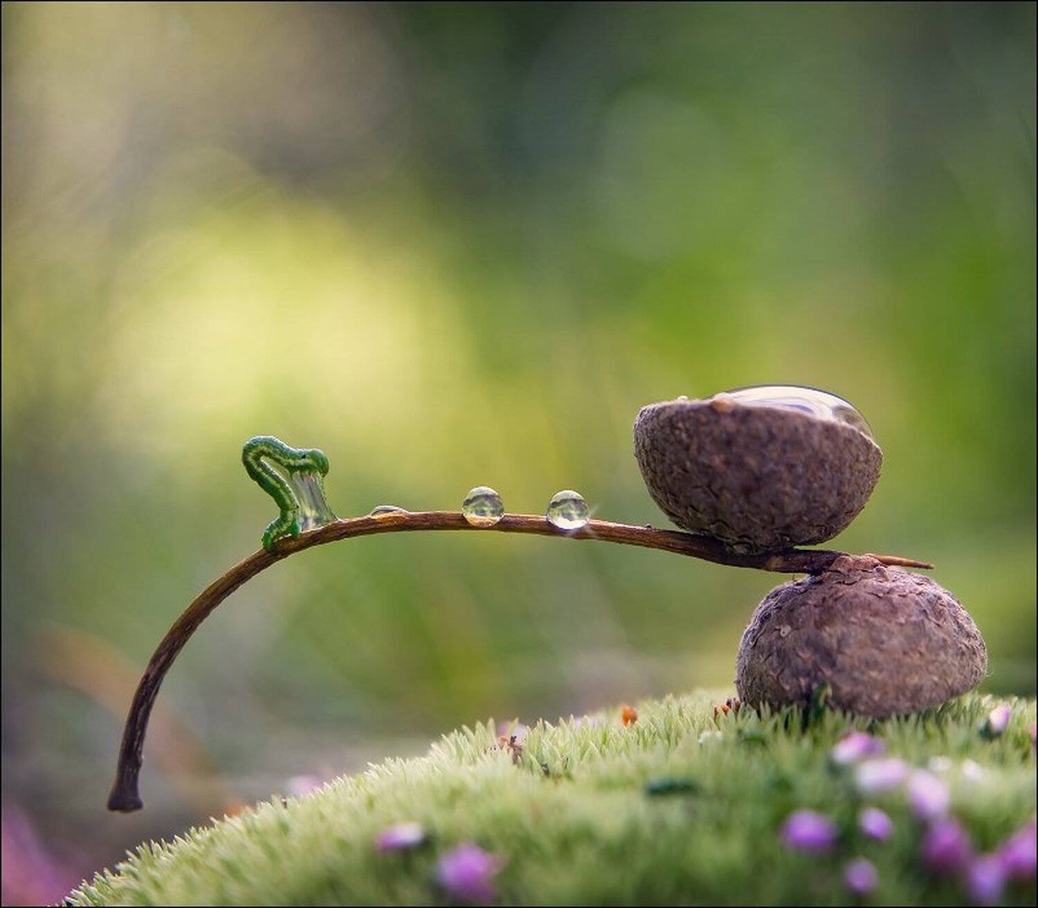 Коростышев, Макро, Природа, Александр Чорный