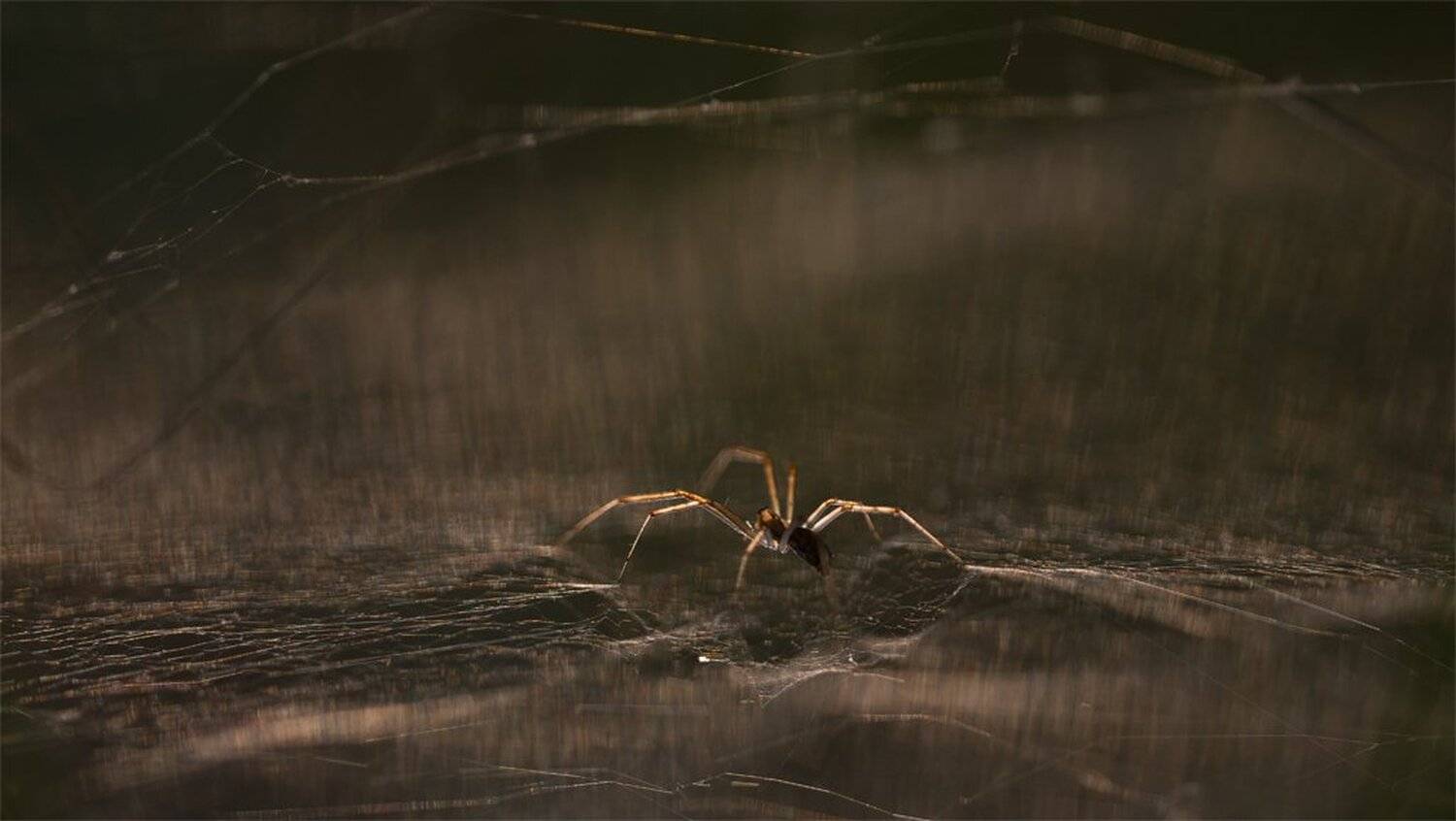 , Геннадий Мещеряков