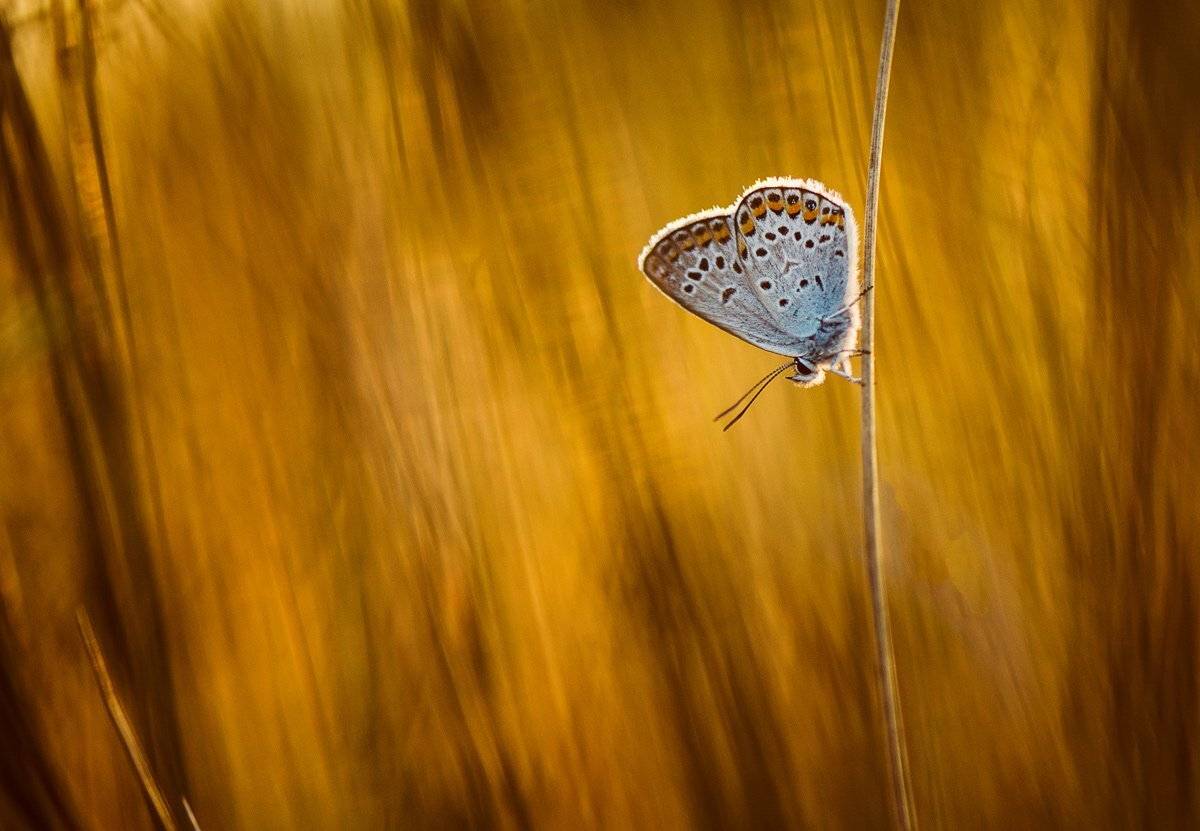 , Татьяна Аверина