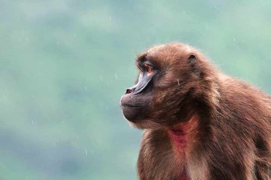 , Илья Гомыранов