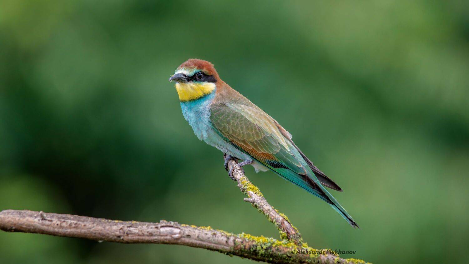 wildlife, Alexander Plekhanov