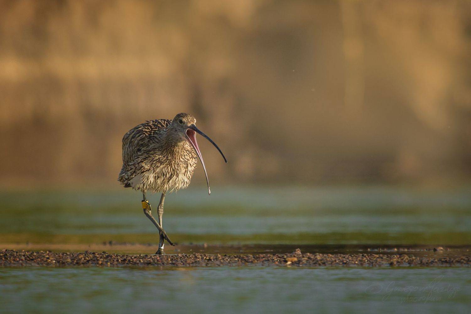 , Grzegorz macrofun Pazdyga