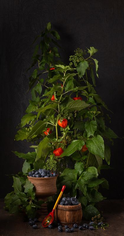 Голубика и физалис фото превью