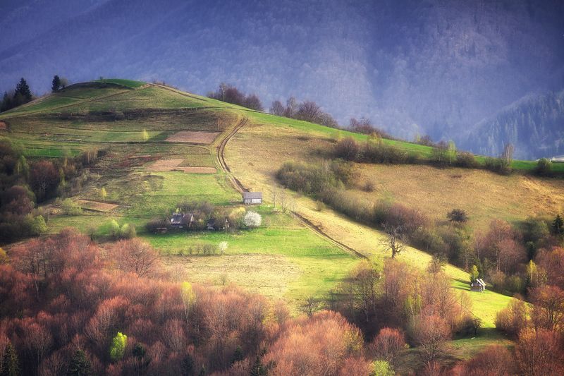 Хутор с одуванчиком фото превью