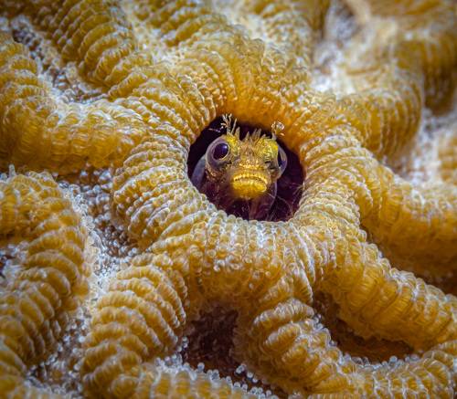Small blenny in the hole