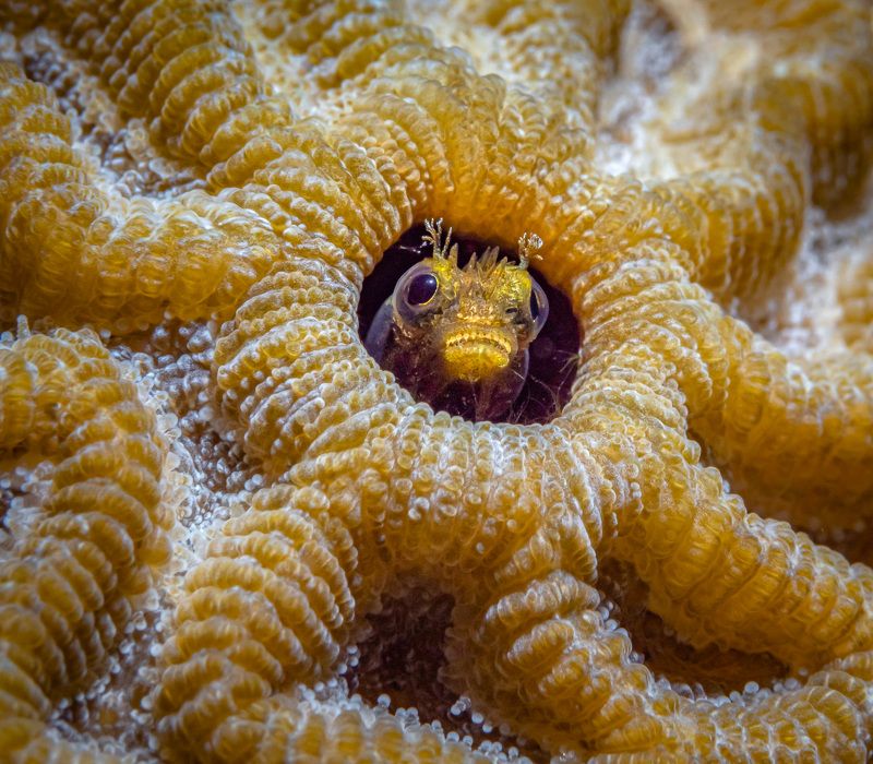 Small blenny in the hole фото превью