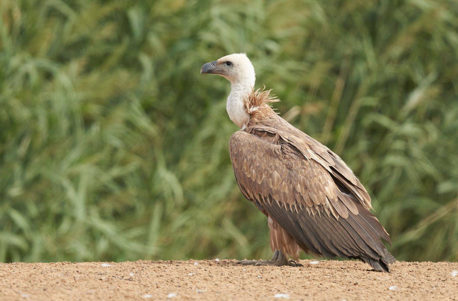 , Victor Krachkovsky