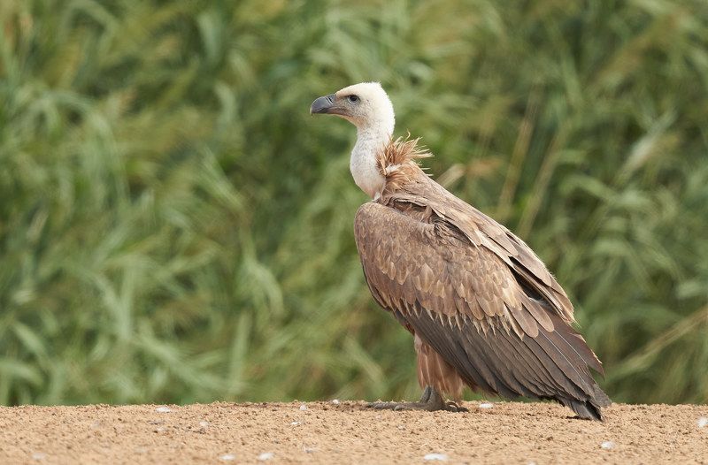 Белоголовый сип (Калмыкия, Меклетинский заказник, август 2021) фото превью
