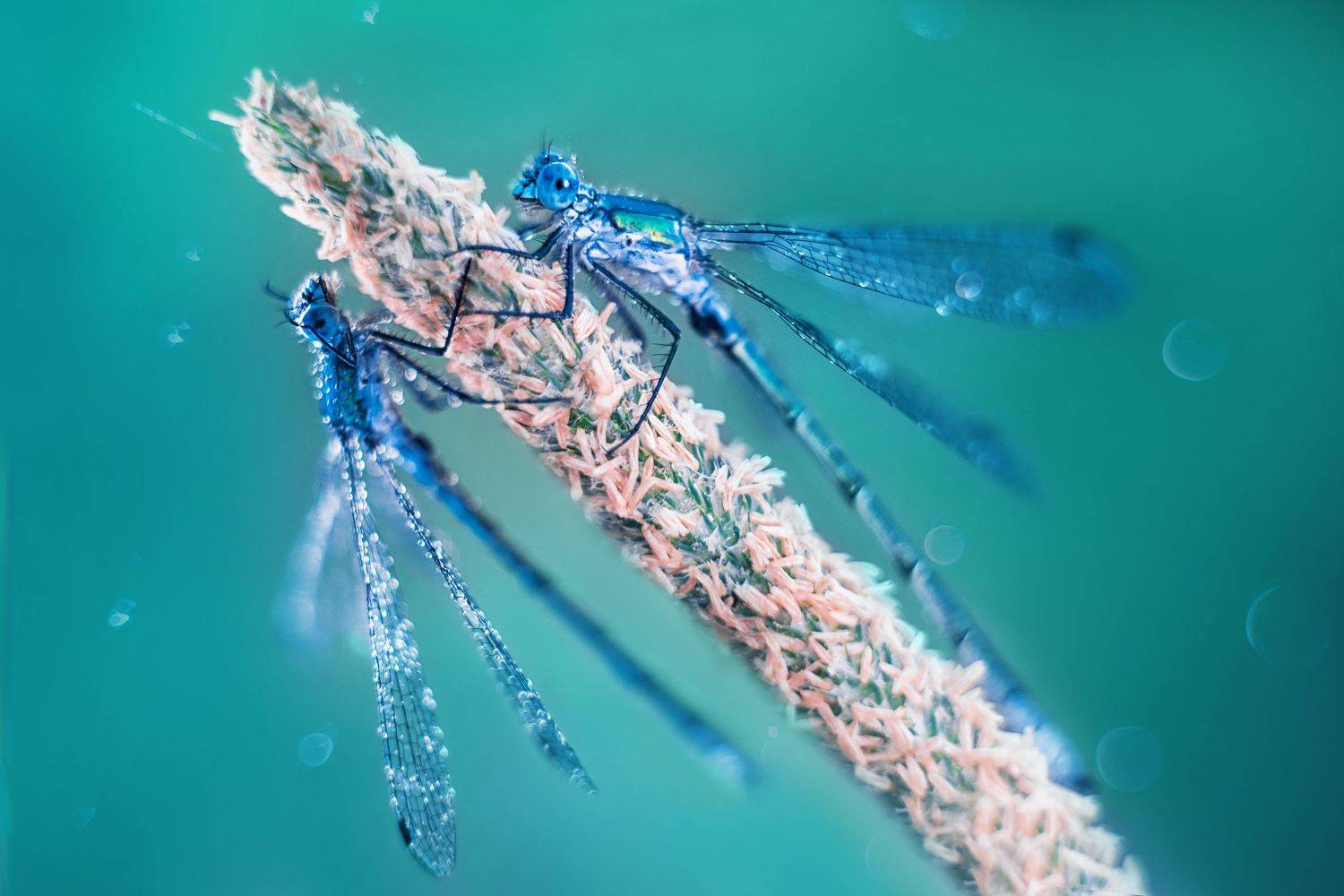 , Анастасия Думинская