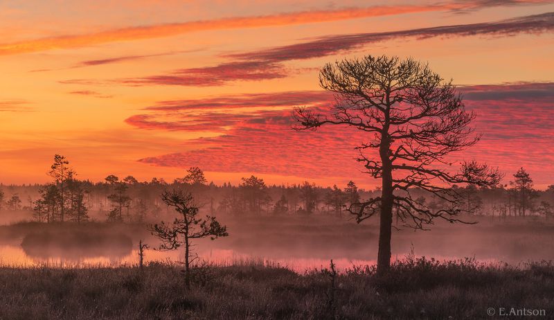 пейзаж, природа, болото, рассвет Осенний рассвет на болотах фото превью
