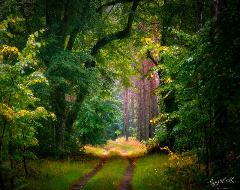 forest, nature, light, morning, summer, trees, Dobrzyca, forest road, Nikon Because there are no shortcuts where it is worth getting фото превью