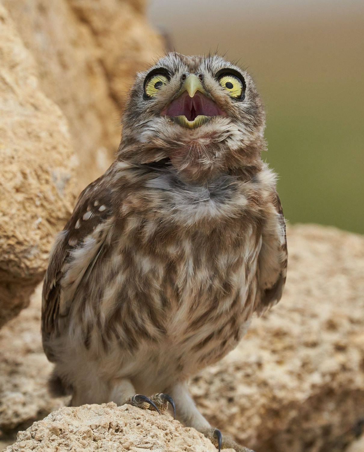 owl, Victor Krachkovsky