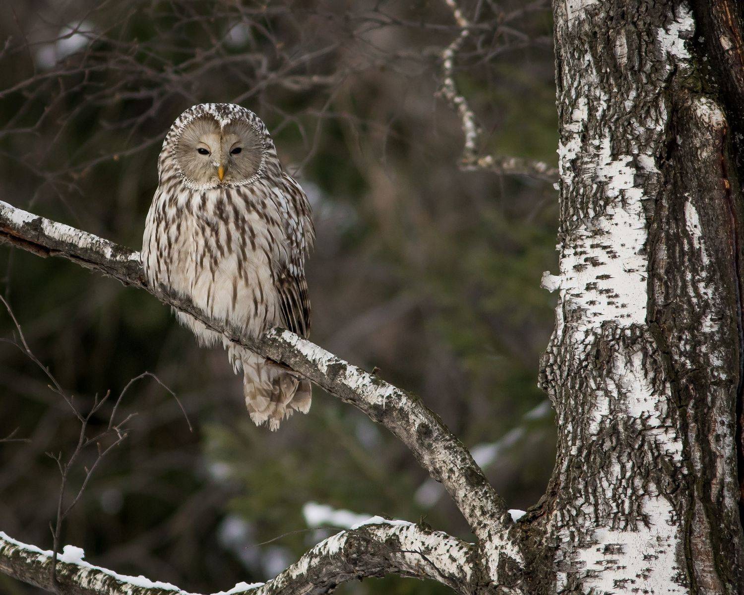 длиннохвостая неясыть, Суслов Дмитрий