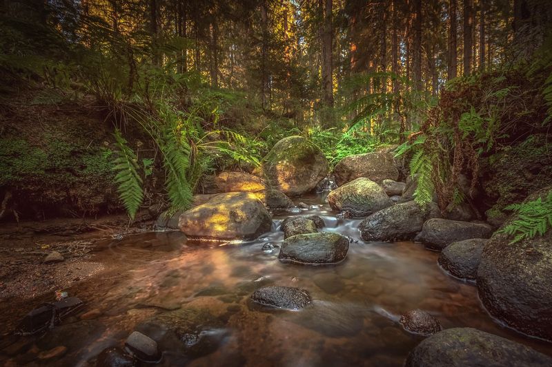 Чудесный ручей, Рощино, Ленинградская область. фото превью