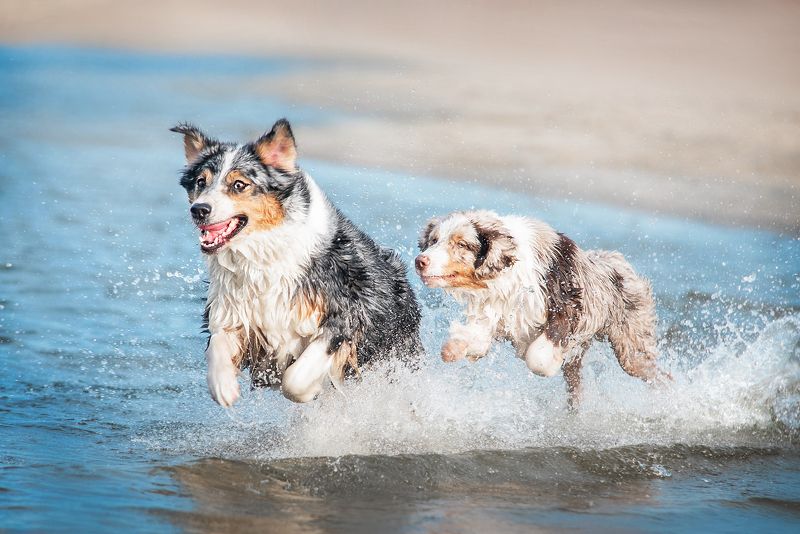 dog, australianshepherd, aussie, waves, water Running on the waves фото превью