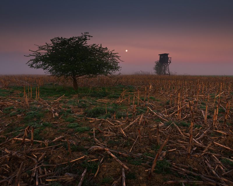 польша, туман, утро, poland, field, tranquility, solitary, outdoor, lesser poland, europe, mist, fog, quiet, calm, mood, tree, rural, plain, sky, alone, hunting, hunting pulpit, On the Hunting Ground фото превью
