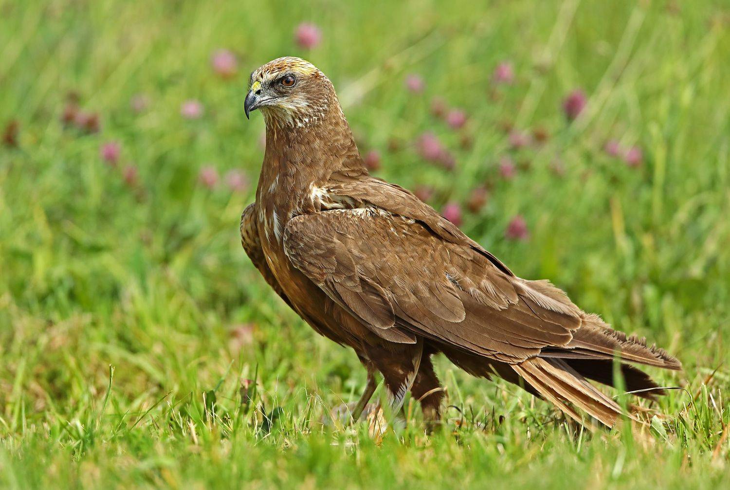 , Александр Гусар